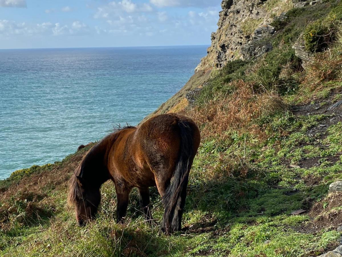Polrunny Farm Blackberry Cottage - Cornwall Bliss In Sight Of The Sea Боскасл Екстер'єр фото
