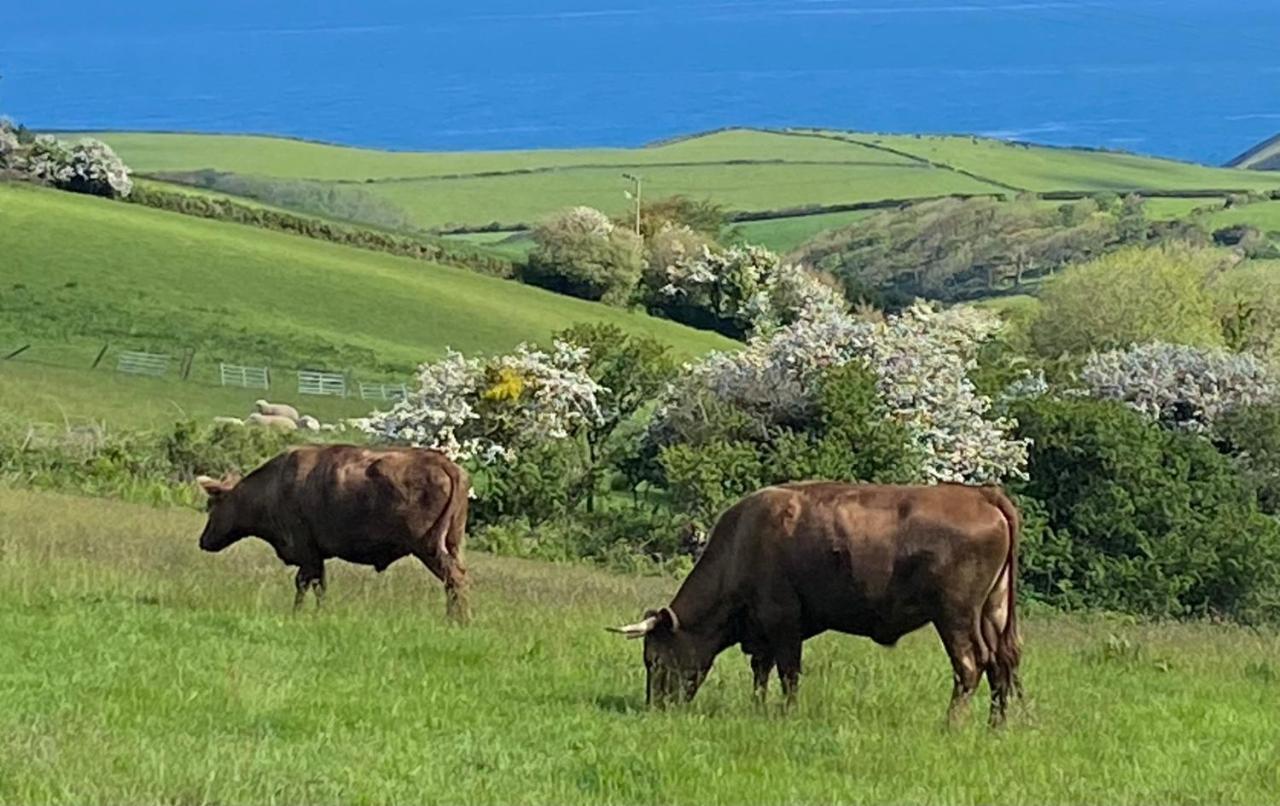 Polrunny Farm Blackberry Cottage - Cornwall Bliss In Sight Of The Sea Боскасл Екстер'єр фото